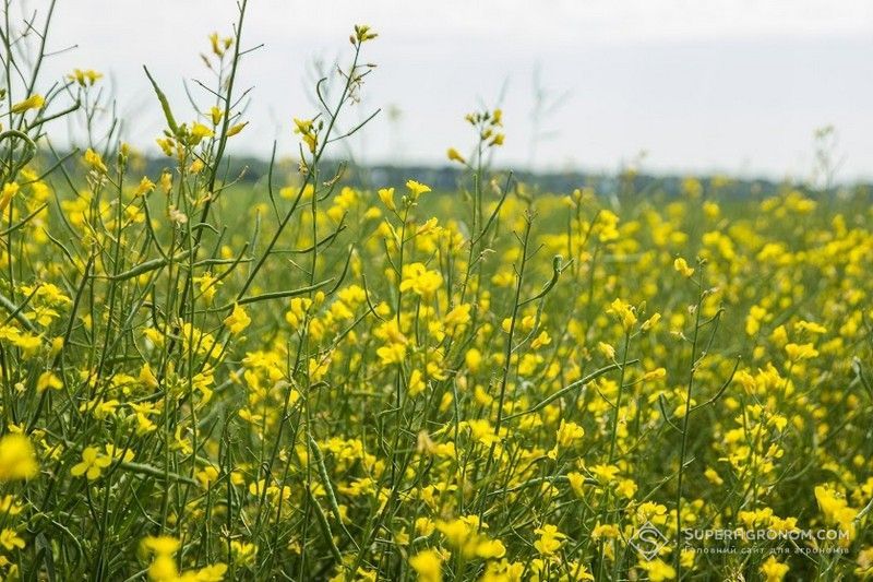 Ви зараз переглядаєте Компанія BASF вивела на ринок гербіцид Нопасаран Флекс для ріпаку