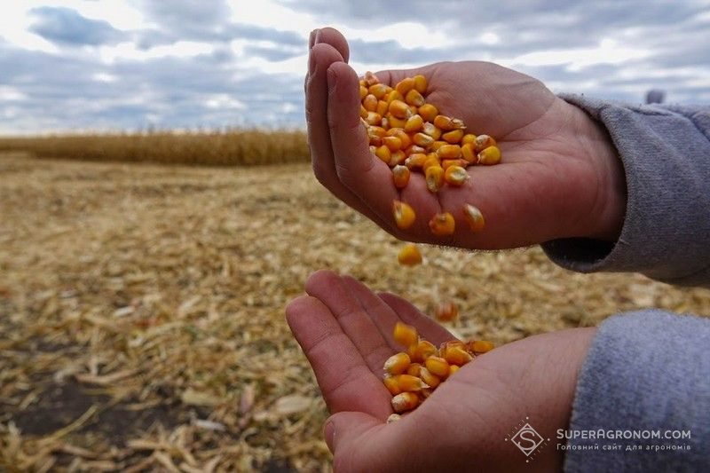 Ви зараз переглядаєте Кукурудза в портах Великої Одеси та Дунаю продовжує дорожчати