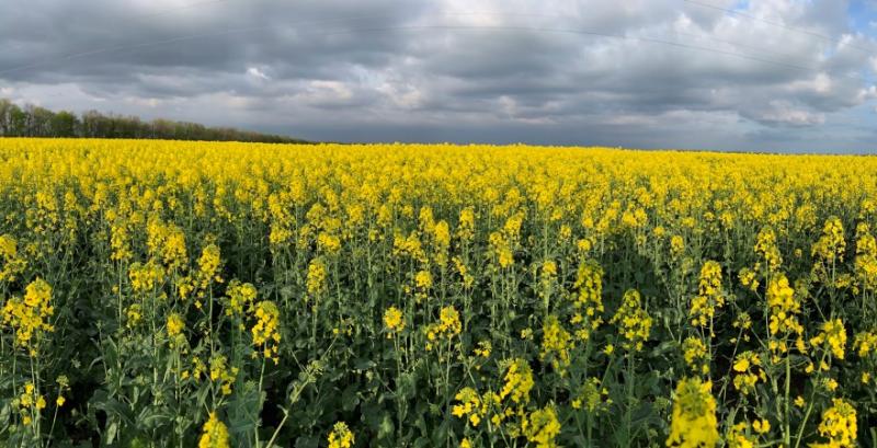 Kurkul святкує День народження: 11 років разом з українськими фермерами