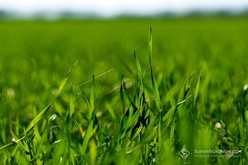 Ви зараз переглядаєте На Полтавщині втратили частину посівів озимих культур після складної зими, більшість — сорти іноземної селекції