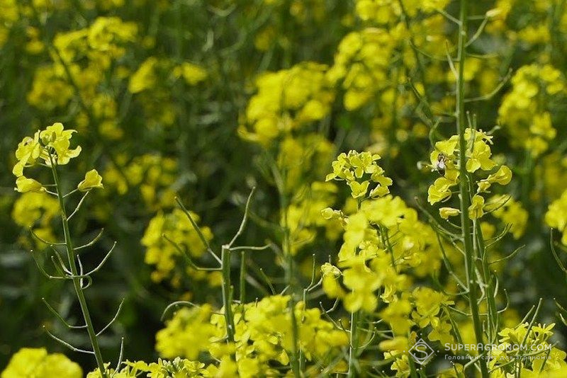 Ви зараз переглядаєте На тлі заморозків й 30-градусного тепла розпочалася активна вегетація сільгоспкультур — Укргідрометеоцентр