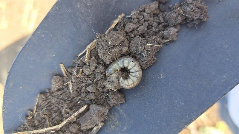 Ви зараз переглядаєте Підгризаюча совка активізувалась в посівах соняшнику на Кіровоградщині