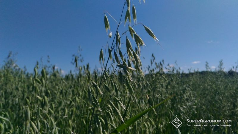 Ви зараз переглядаєте Продуктивність та стійкість до хвороб — фахівці порадили сорти вівса для вирощування в Україні