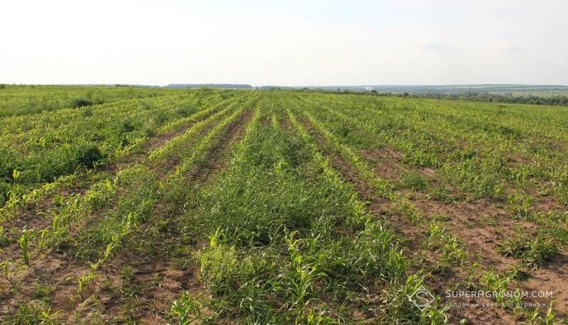 Ви зараз переглядаєте Щириця та куряче просо — найбільші загрози для кукурудзи з точки зору розвитку стійкості до гербіцидів