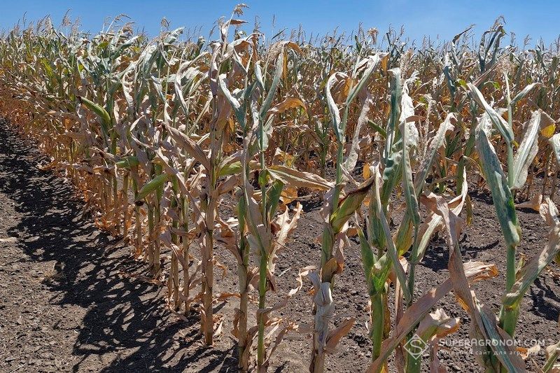 Ви зараз переглядаєте У FAO назвали головні ризики для світового агроринку в найближчі 12 місяців
