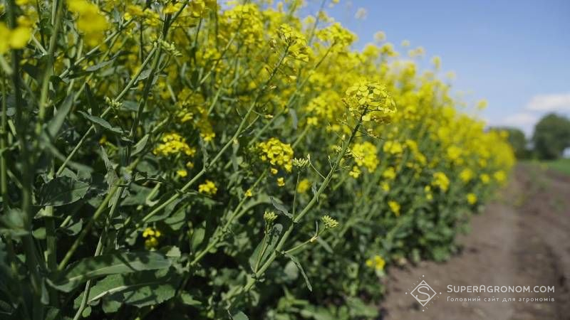Ви зараз переглядаєте У ТАС АГРО роблять ставку на олійні культури, кукурудза більш ризикована