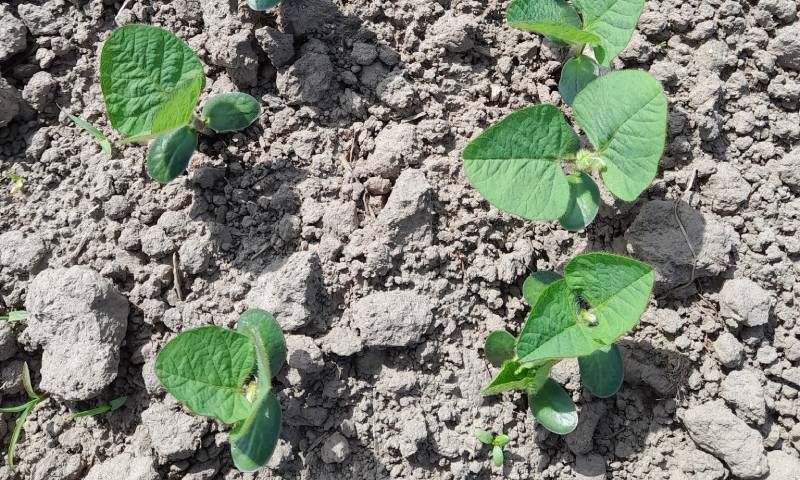 Ви зараз переглядаєте У травні на Львівщині посилюється ґрунтова посуха, які культури більш вразливі, пояснили науковці