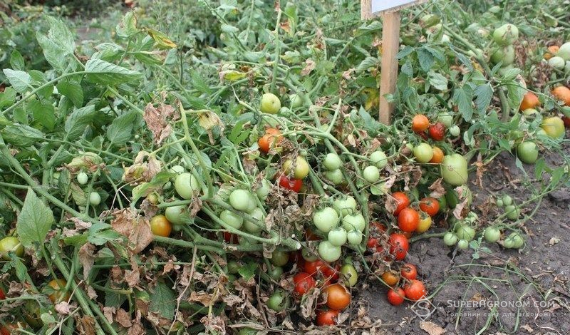Ви зараз переглядаєте Вирощування овочів здорожчало на 50% через підняття цін на пальне, добрива та насіння