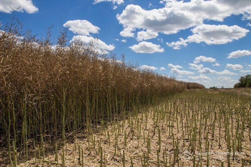 Ви зараз переглядаєте Заборона гліфосату для десикації в Битанії призведе до втрат врожаю і шкоди ґрунтам