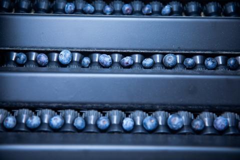Ви зараз переглядаєте Tomra Food представила платформу 5S Blueberry для сортування та грейдингу лохини