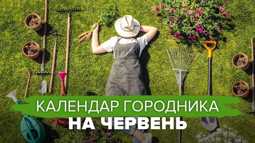 Ви зараз переглядаєте Календар городника на червень: найсприятливіші дні для посадки кожної культури