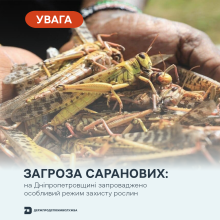 Ви зараз переглядаєте На Дніпропетровщині запровадили особливий режим захисту рослин через поширення саранових