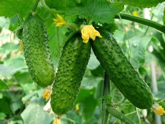 Ви зараз переглядаєте Колотий горох із кухні допоможе отримати щедрий врожай огірків