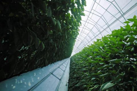 Ви зараз переглядаєте Hoogendoorn представить на GreenTech Amsterdam 2026 концепцію Hoogendoorn 360° для інтегрованого управління теплицями