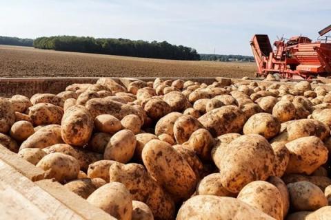 Ви зараз переглядаєте Французька спілка виробників картоплі UNPT запустила ШІ-інструмент LexiPom для аналізу контрактів