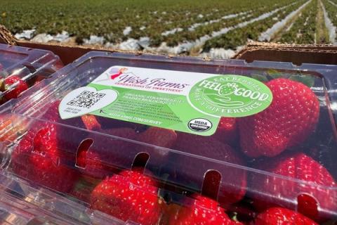 Ви зараз переглядаєте Wish Farms заявляє про цілорічні поставки органічних ягід завдяки мережі виробників у США, Мексиці та Південній Америці
