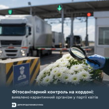 Ви зараз переглядаєте На кордоні в партії зрізаних квітів виявили карантинний організм — білу іржу хризантем
