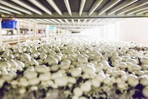 Ви зараз переглядаєте Highline Mushrooms тестує концепцію Agrilocity на грибних фермах: ставка на дані, автоматизацію та короткий цикл вирощування