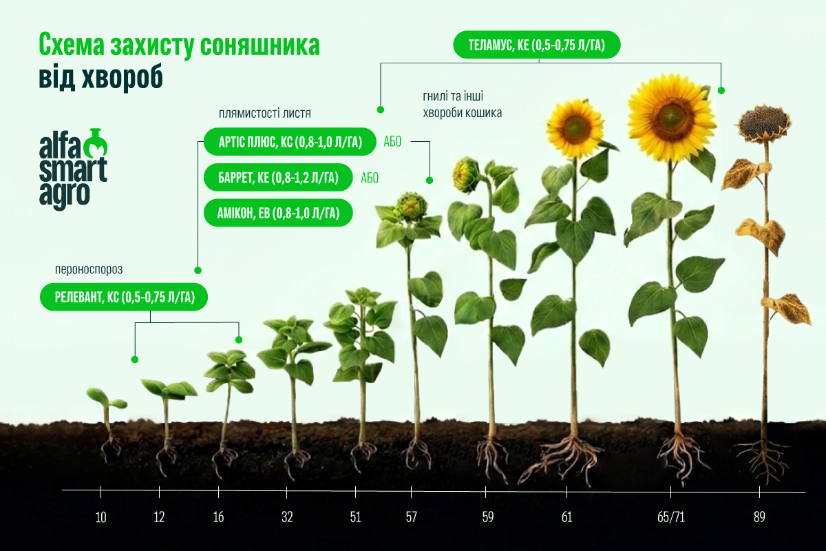 Захист соняшнику від хвороб8