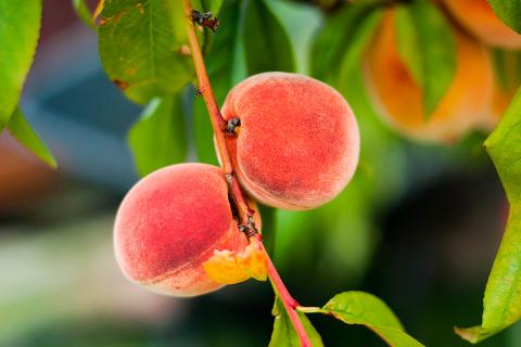 Ви зараз переглядаєте Штат Нью-Йорк просить USDA про статус стихійного лиха після квітневих заморозків: збитки садівників оцінюють у понад $30 млн