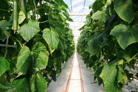 Ви зараз переглядаєте У новому R&D-центрі Syngenta в Іспанії тестують чотириногого робота для моніторингу культур у теплицях