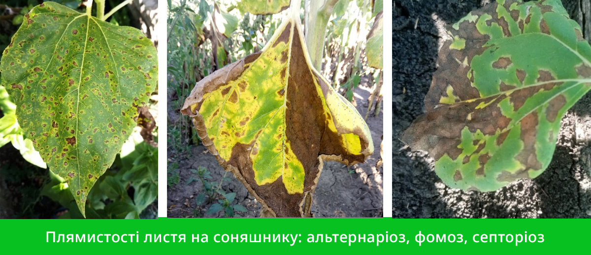 Захист соняшнику від хвороб2