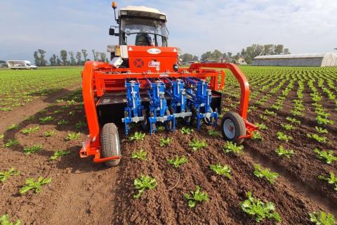 Ви зараз переглядаєте На British Leafy Salads Demo Day покажуть AI-механічний прополювач TWIST WEED для салатних культур