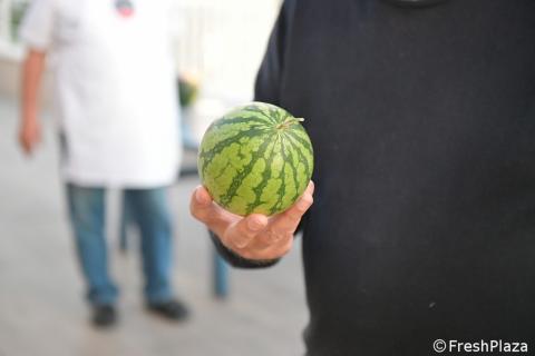 Ви зараз переглядаєте Known-You Seed планує вивести на ринок ЄС «порційні» мінікавуні з 2027 року
