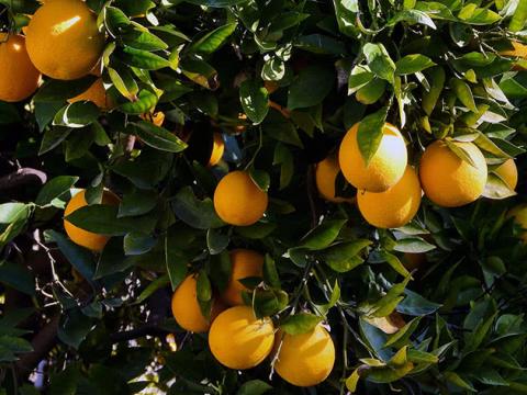 Ви зараз переглядаєте Дослідження в цитрусових садах Сицилії: органічне господарювання пов’язали з вищою різноманітністю ґрунтового мікробіому