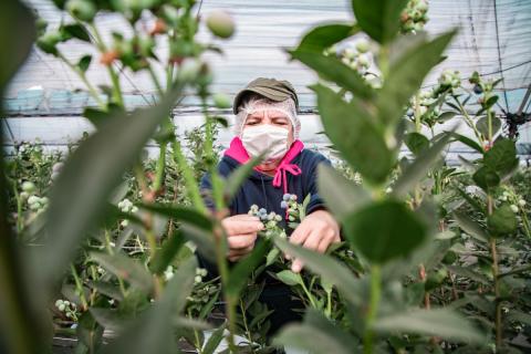 Ви зараз переглядаєте Мексиканські виробники лохини роблять ставку на якість і простежуваність: Aneberries очікує 90 тис. т у 2026 році
