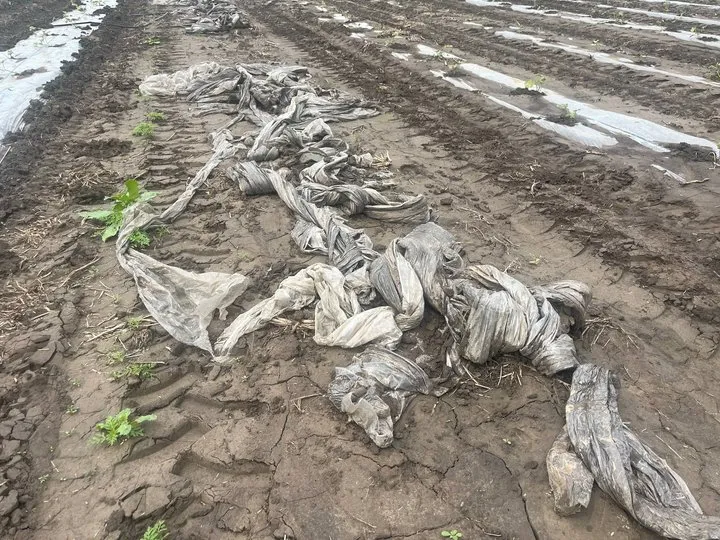 Ви зараз переглядаєте На Черкащині негода змила розсаду кавунів