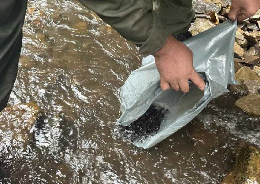 Ви зараз переглядаєте У водойми України цьогоріч вже випустили понад 600 тисяч рибин