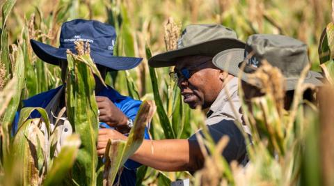 Ви зараз переглядаєте IMIC-Africa розширює партнерства в селекції кукурудзи та мережі випробувань для стійкіших насіннєвих систем в Африці
