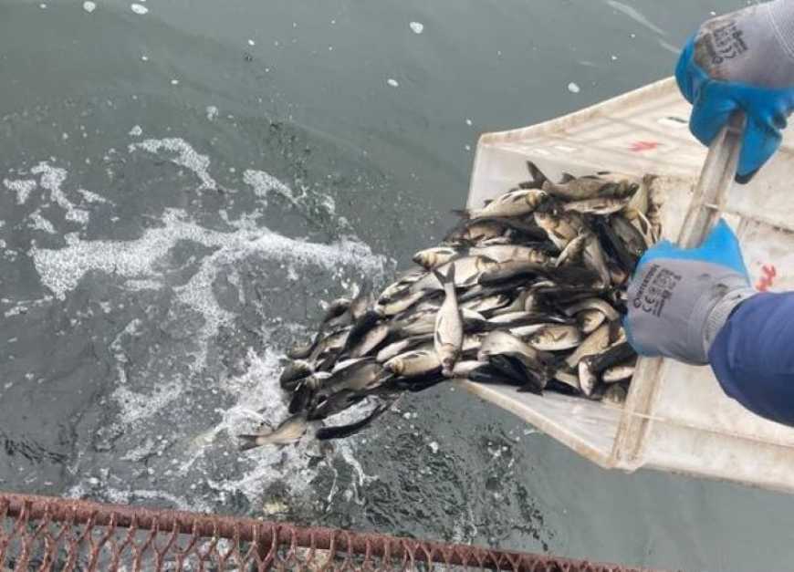 Ви зараз переглядаєте У Кам’янське водосховище планують вселити 36 535 кг молоді риби