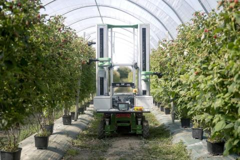 Ви зараз переглядаєте Fieldwork Robotics залучила інвестиції SEED Innovations для комерційних випробувань роботів-збирачів ягід у Британії