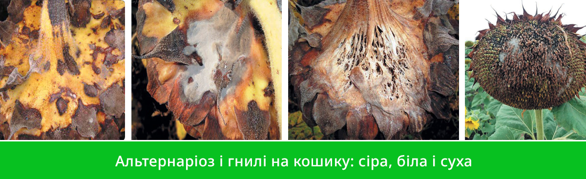Захист соняшнику від хвороб6