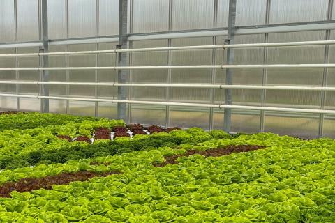 Ви зараз переглядаєте Gartenbau-Versicherung розширює страхове покриття для пластикових елементів у теплицях: з’явилися опції «нової вартості»