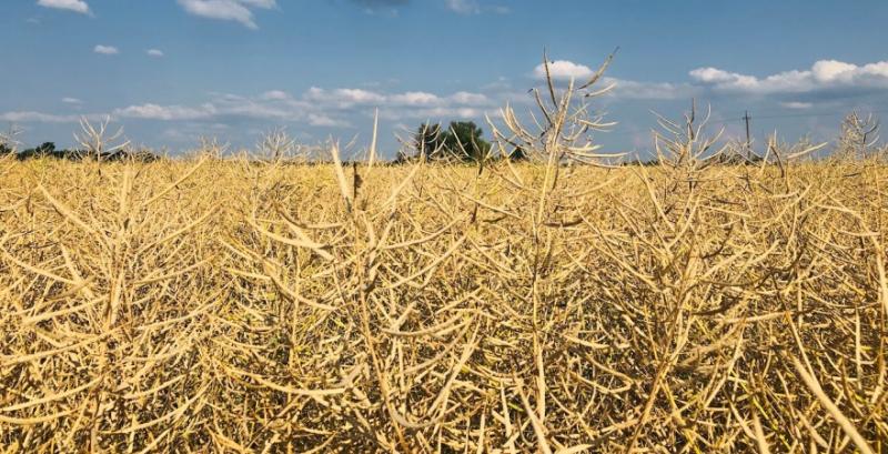Аграрії не поспішають укладати форварди на ріпак 