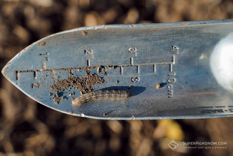 Ви зараз переглядаєте Аграріїв попередили про початок льоту метеликів підгризаючих совок на Харківщині