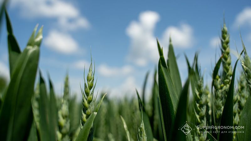 Ви зараз переглядаєте Агрометеорологічні умови першої декади червня були переважно сприятливими для культур