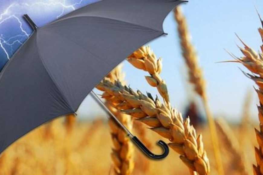 Ви зараз переглядаєте СК «ПЗУ Україна» та ТОВ «Тімак Агро Україна» запустили програму параметричного страхування посухи