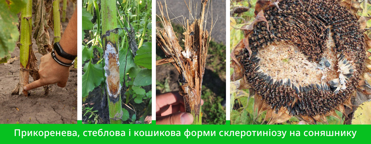 Захист соняшнику від хвороб5