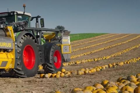 Ви зараз переглядаєте В Австрії вивчають вирощування гарбузів на насіння: олія PGI та потенціал м’якоті для біогазу