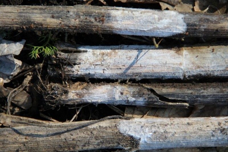 Ви зараз переглядаєте Чому в ПП «Агроекологія» не дискують стерню соняшника: пояснив головний агроном