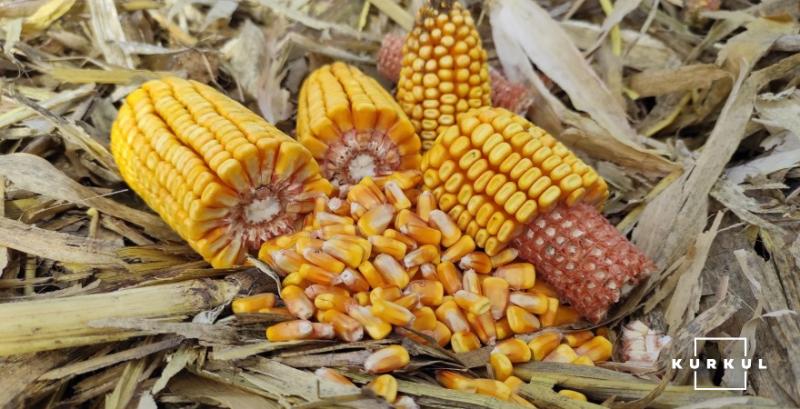 Ціни на кукурудзу нового врожаю продовжують знижуватись Ціни на кукурудзу нового врожаю продовжують знижуватись