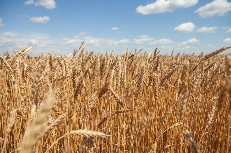 Ви зараз переглядаєте Ціни на пшеницю в портах України знизилися до 214–221 $/т