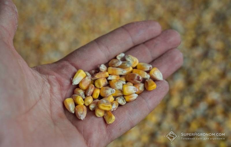 Ви зараз переглядаєте Ціни на українську кукурудзу значно знизились — експерти назвали причини