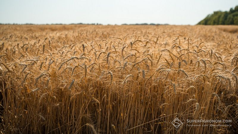 Ви зараз переглядаєте Ціни на зерно перед жнивами можуть впасти через російські атаки та зменшення експорту