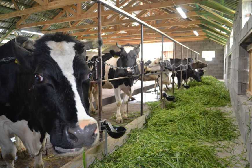 Ви зараз переглядаєте На Хмельниччині модернізують молочний комплекс