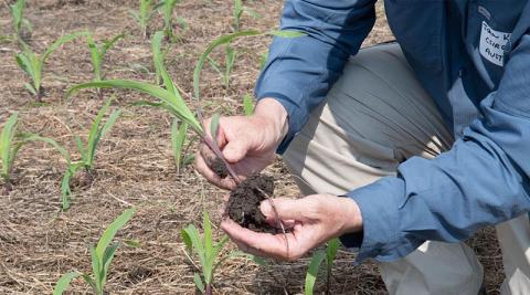 Ви зараз переглядаєте Дослідження K-State: вищі «soil health» бали частіше пов’язані з кращою прибутковістю, але вирішальне — відповідність умовам господарства